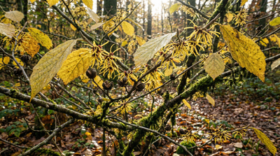 American witchhazel