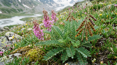 Alpine Sweet-vetch