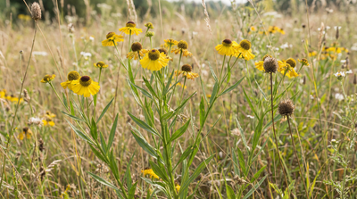 Bitterweed