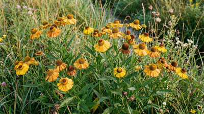 Common sneezeweed