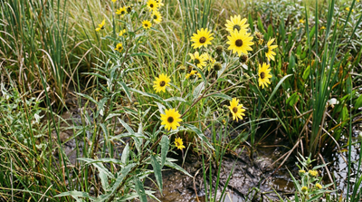 Swamp Sunflower