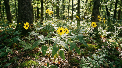 Woodland Sunflower