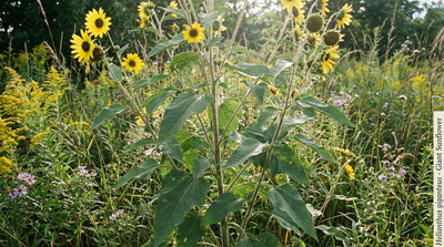 Giant Sunflower