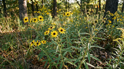 Small Woodland Sunflower
