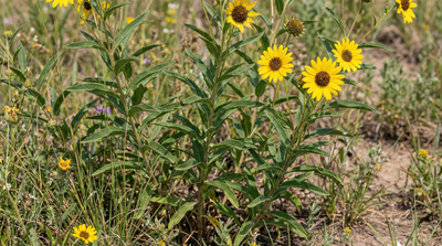 Western Sunflower