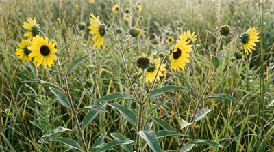 Stiff sunflower