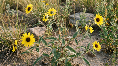 Prairie Sunflower