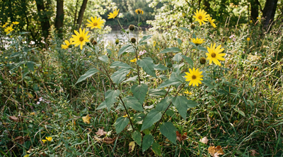 Jerusalem Artichoke