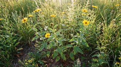 Ox-eye Sunflower