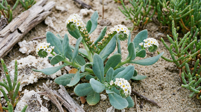 Salt heliotrope