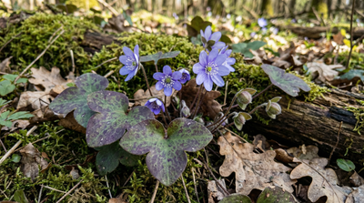 Sharplobe Hepatica