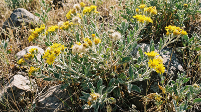 Hairy false goldenaster