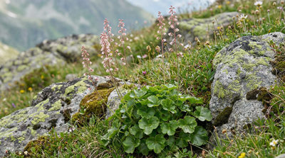 Alpine Alumroot