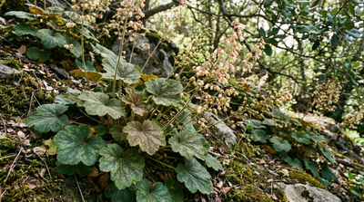 Island coral bells