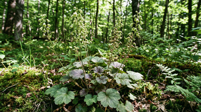 Alumroot; Coral Bells