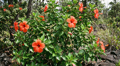 koki‘o
