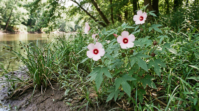 Halberdleaf Hibiscus