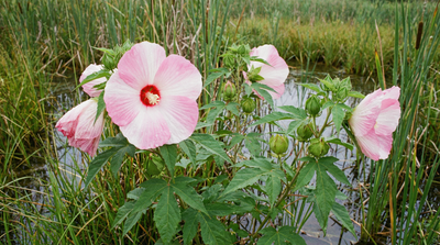 Rose mallow 'Fantasia'