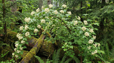 Oceanspray