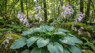 Hosta