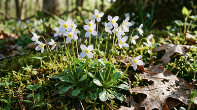 Bluets