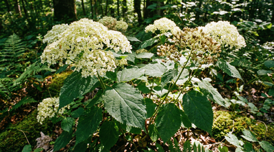 Smooth Hydrangea