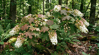 Oakleaf Hydrangea