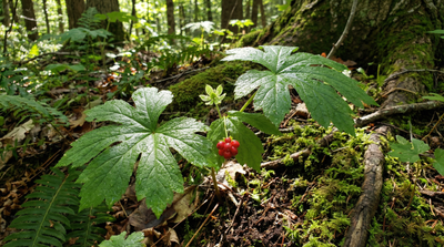 Goldenseal