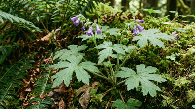 Pacific Waterleaf