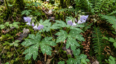 Eastern waterleaf