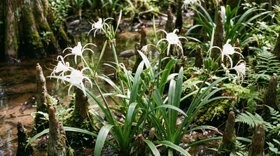 Spiderlily
