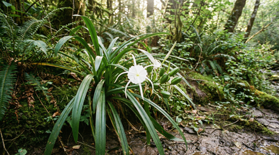Carolina Spider Lily