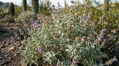 Desert Lavender