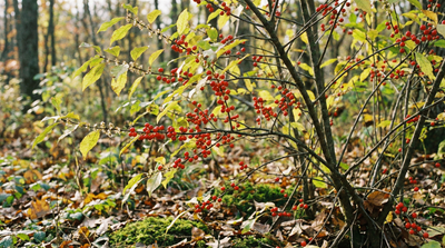Possumhaw