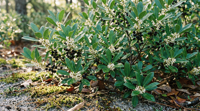 Inkberry (Gallberry, Appalachian Tea)