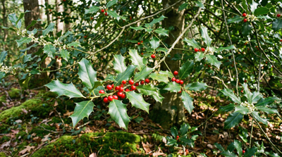 American holly