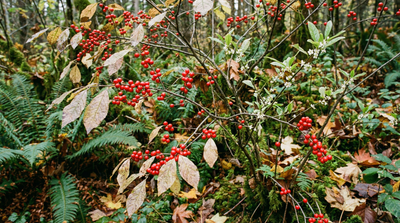 Winterberry