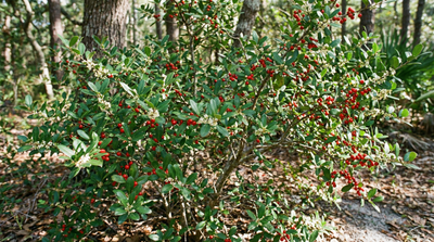 Yaupon Holly
