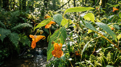 Jewelweed