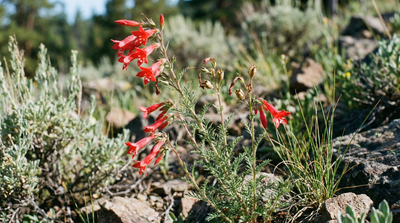Scarlet gilia