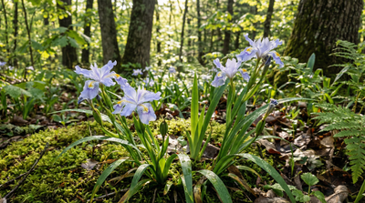 Dwarf Crested Iris