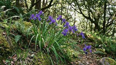 Douglas iris