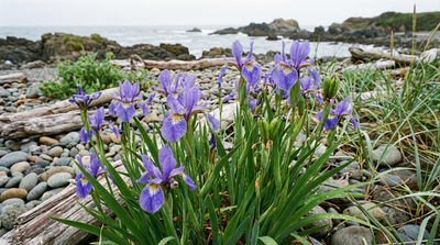 Beach-head Iris