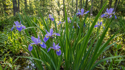 Blue flag iris