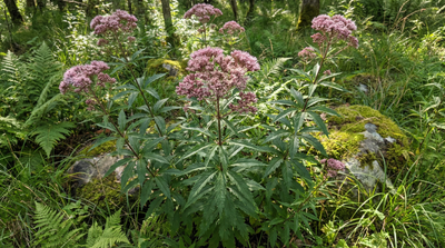 Sweet Joe-Pye Weed