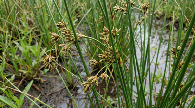 Common Rush