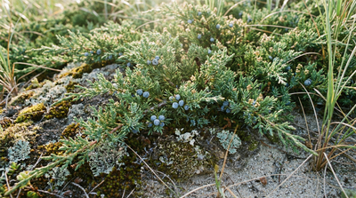 Juniper, Creeping