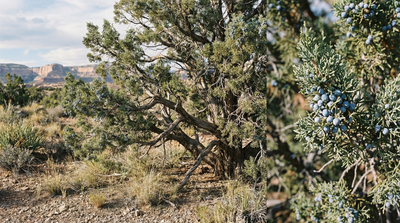 Oneseed Juniper