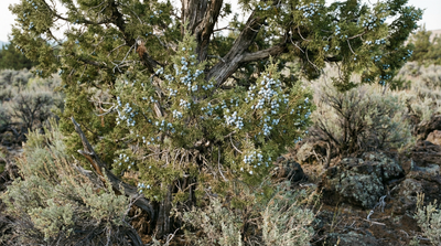 Western Juniper