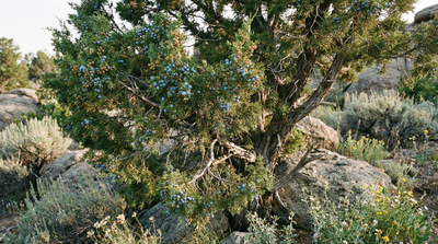 Rocky Mountain Juniper